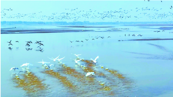 白天鹅入住东明黄河湿地