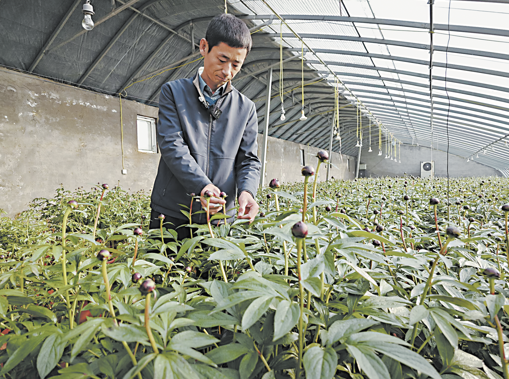 “花样芍药”绽放“花样经济”