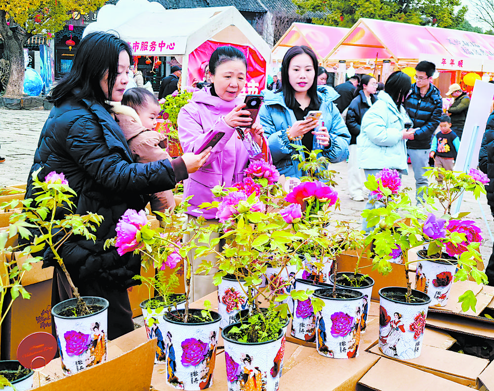 6000余棵菏泽牡丹无锡“争春”