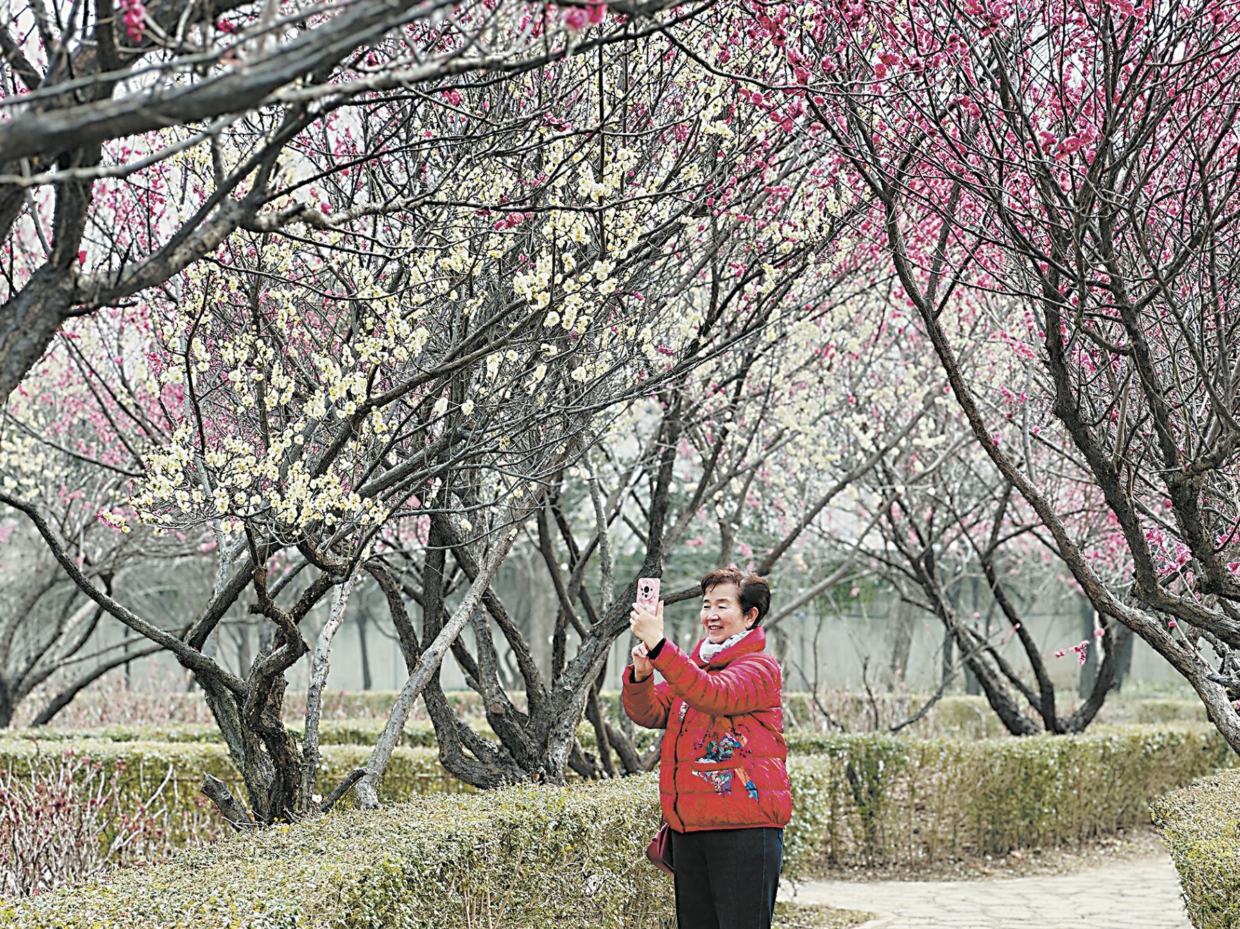 梅花“开启”早春盛景