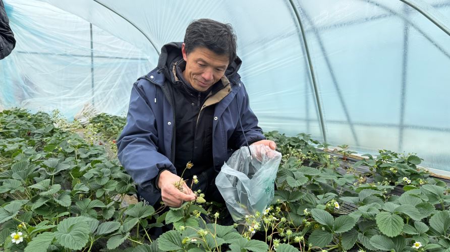草莓种植促增收