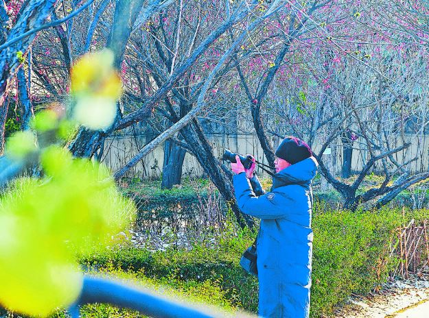 梅花初绽引客来