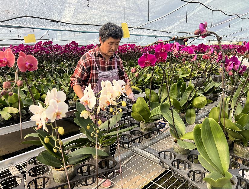 “鲜花经济”为乡村振兴添活力