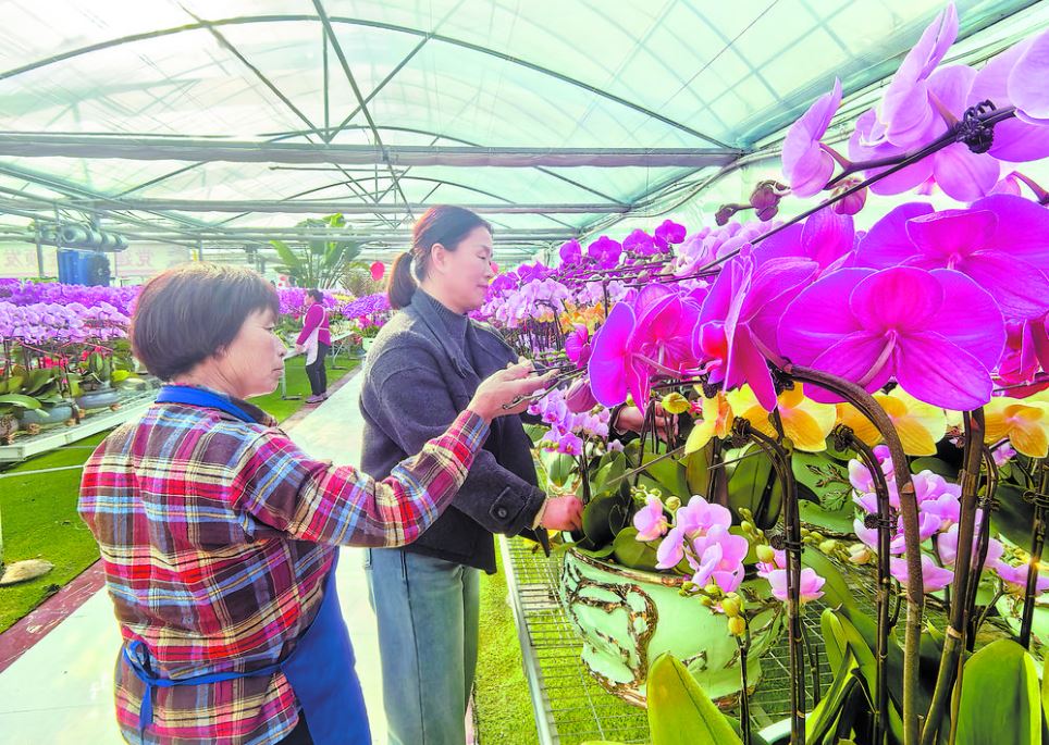 蝴蝶兰上市 村民稳增收