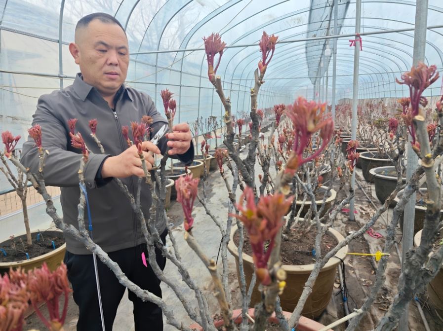 菏泽精品牡丹将赴国色天香之约