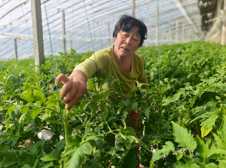 蔬菜大棚孕育致富希望