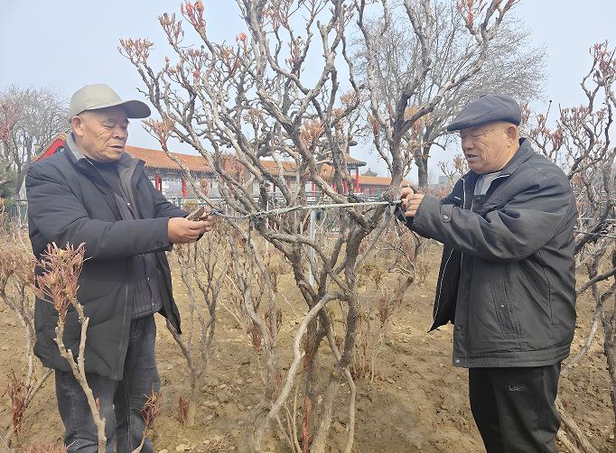 菏泽牡丹本月底渐次开放