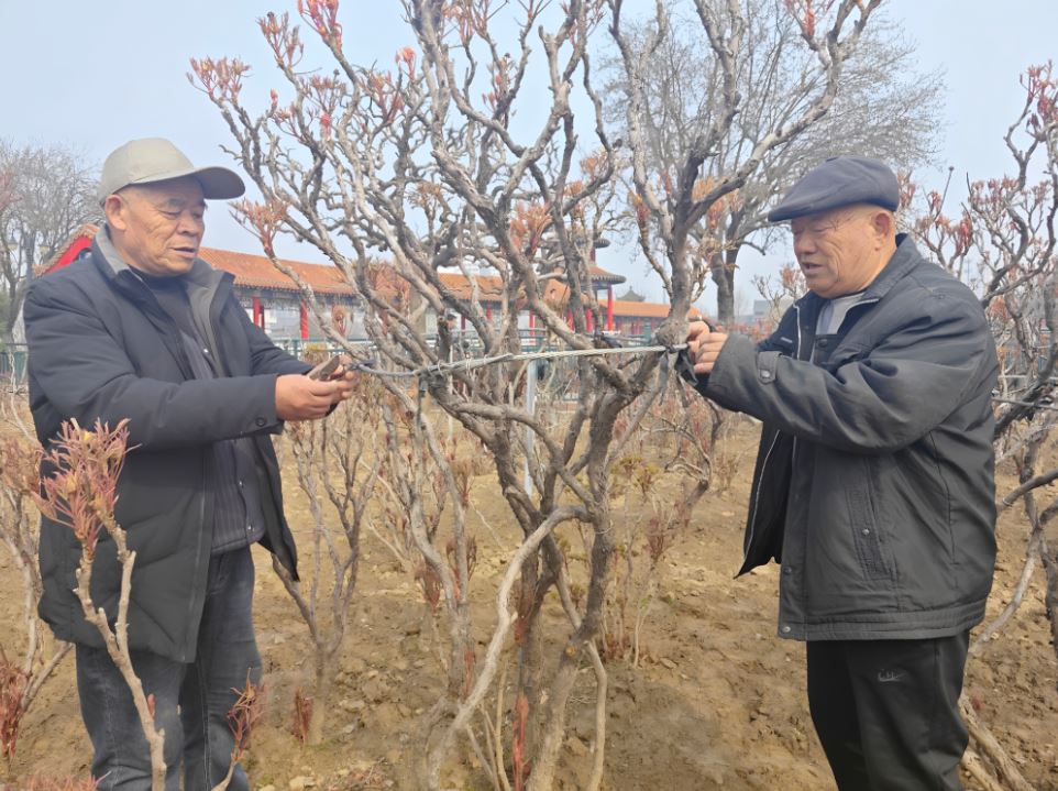 倒计时！菏泽牡丹即将上线，早花品种3月底绽放！