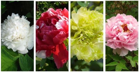 菏泽牡丹花期预告，赴春赏芳不踩空