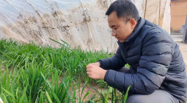 深耕“菏麦”系列 夯实粮食安全根基
