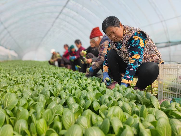 小油菜成富民产业