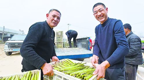 春笋鲜 价格好