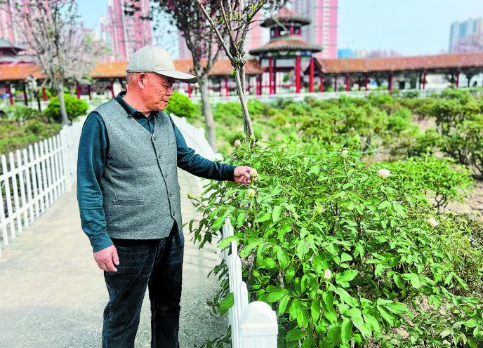 百花迎春，菏泽待芳菲