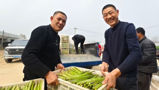 春笋鲜 价格好