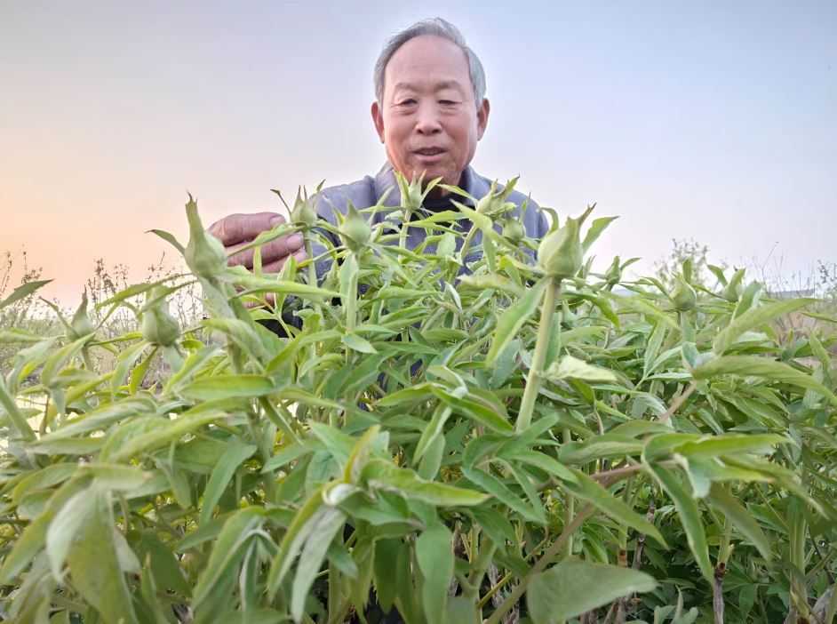 赵孝庆：牡丹梦连着中国梦