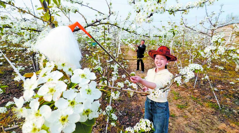 党建引领 梨香致富