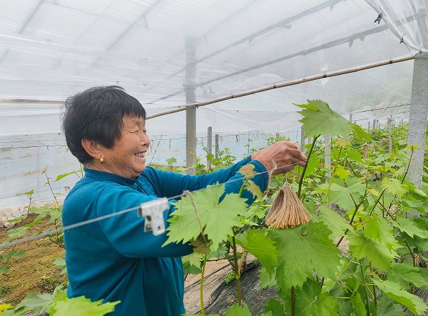 葡萄大棚管护忙