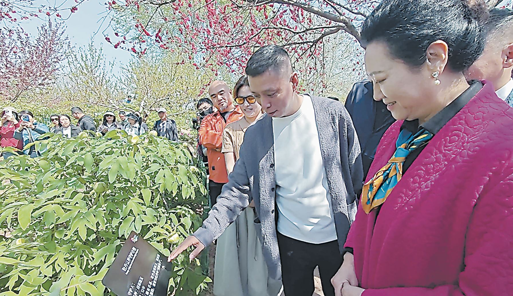 共护菏泽牡丹名品 为“中国牡丹之都”代言
