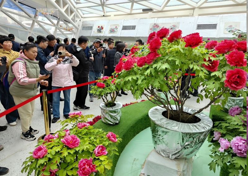 全国584件“牡丹王”菏泽竞艳