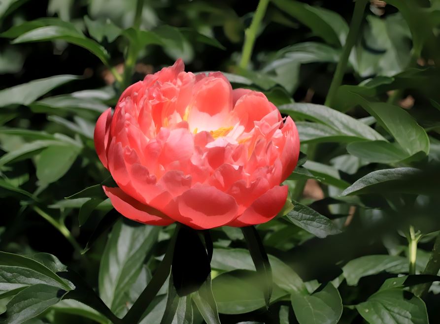 芍药开了！“花王”“花相”交相辉映