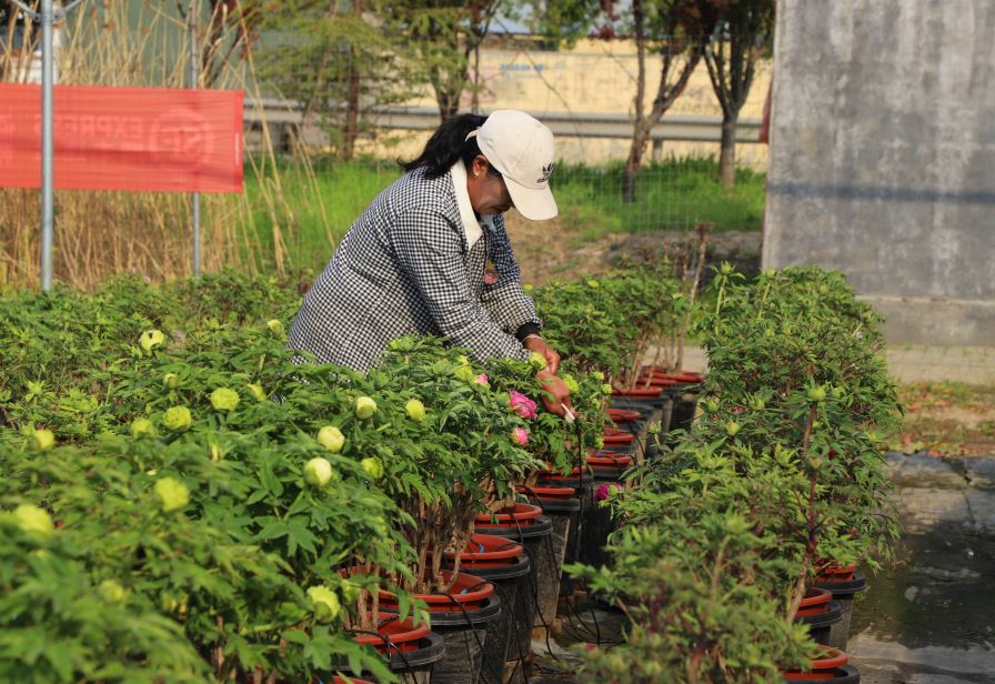 让菏泽牡丹“香飘万家”