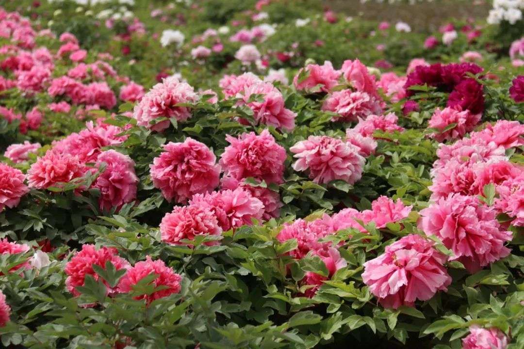 山东菏泽：大田牡丹进入观赏期