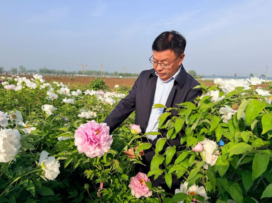市农科院：聚焦牡丹产业“芯片”工程