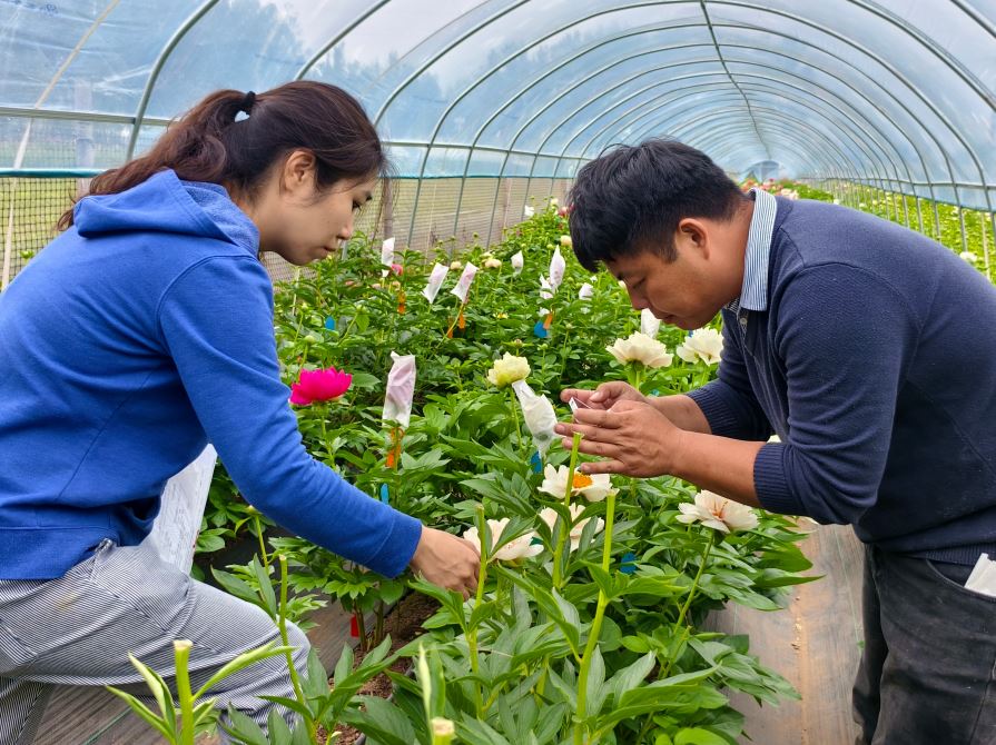 菏泽芍药新品种填补国内高端市场空白