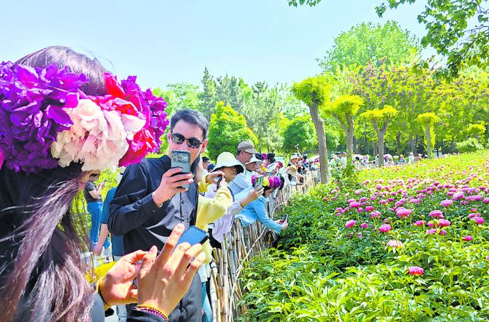 芍药接档牡丹 菏泽春色无尽