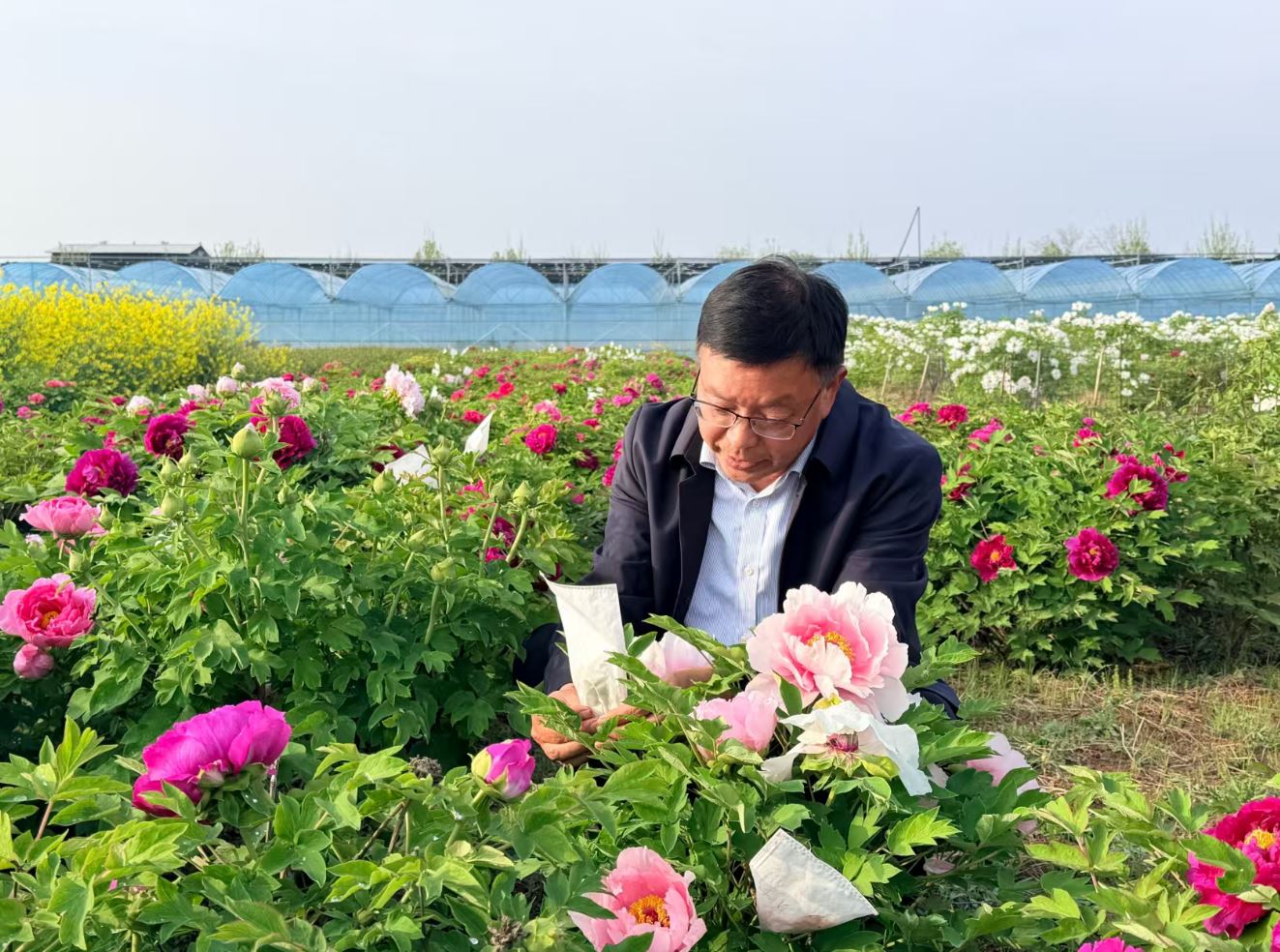 油用牡丹新品系实现经济观赏双提升