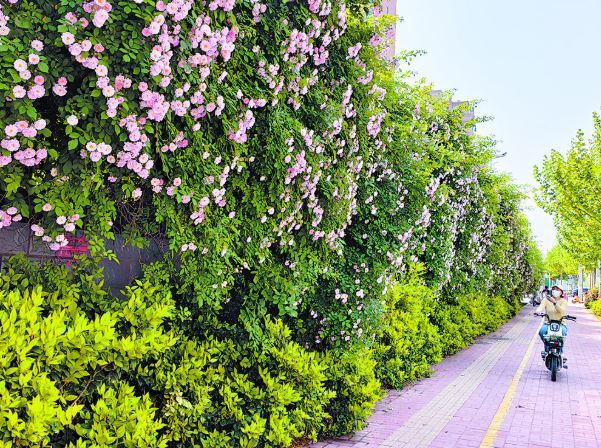 蔷薇花瀑“炸街”