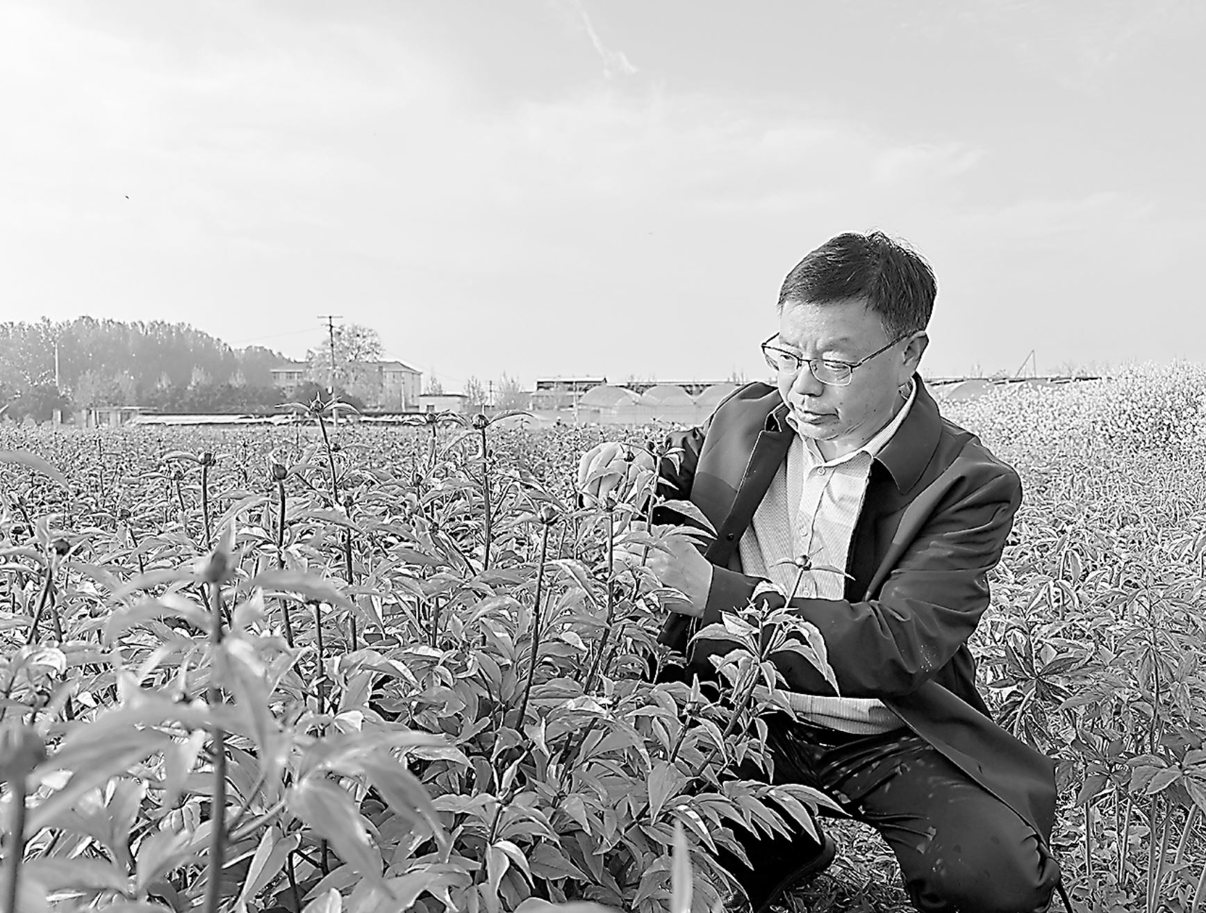 科研赋能芍药育种