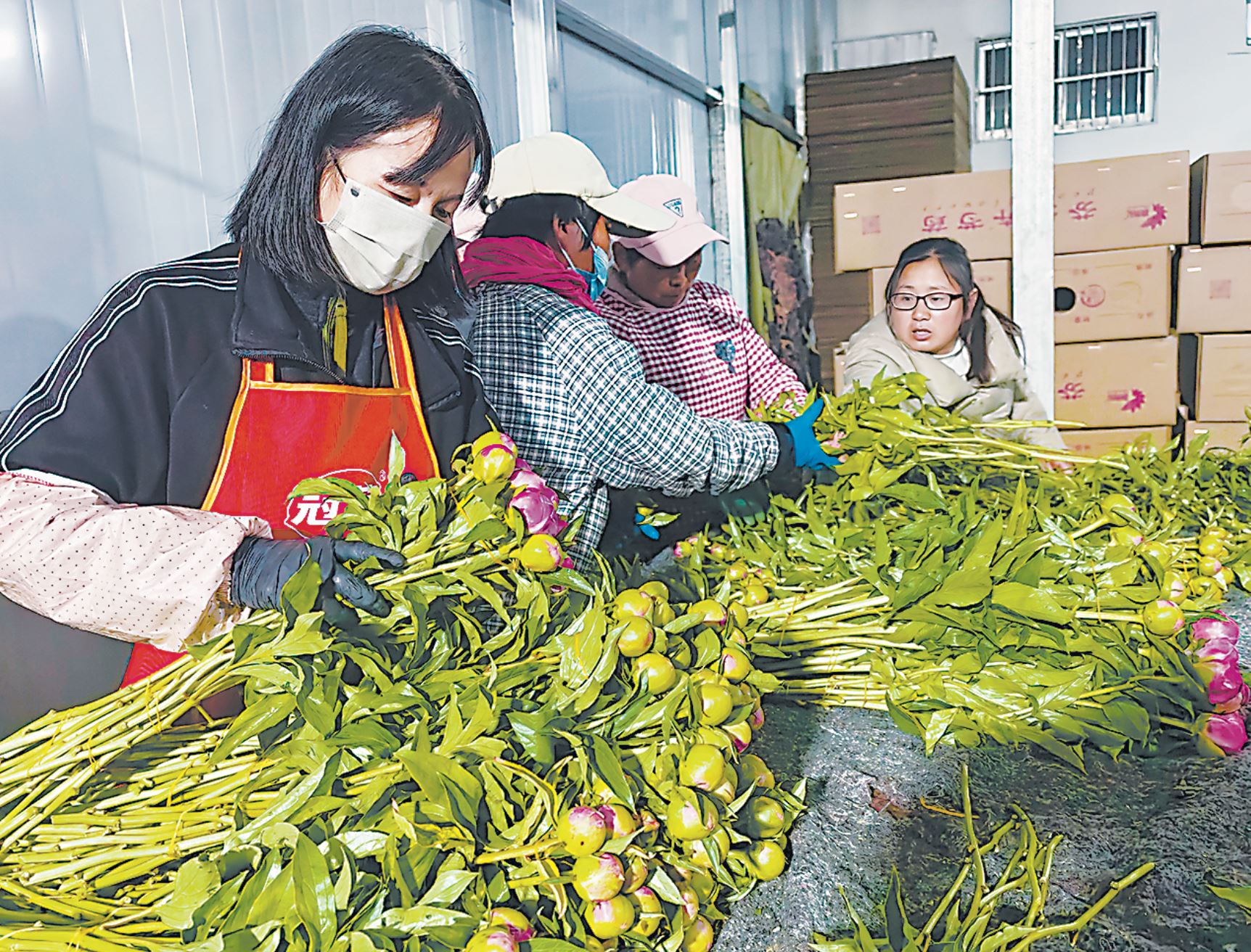 芍药鲜切花陆续进入采切高峰