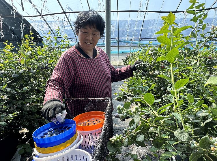蓝莓园结出“致富果”