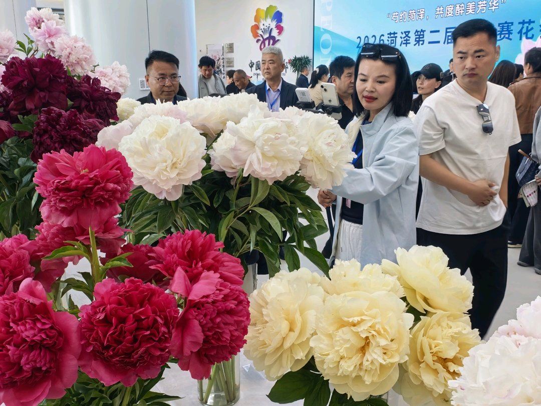 13省市1000余份作品参展！2026菏泽第二届芍药赛花会盛大开幕