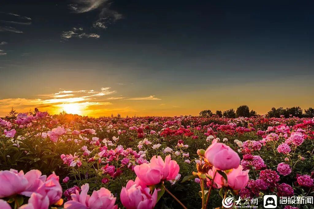 菏泽芍药，何以掌握“全球花期”？