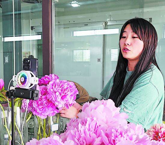 芍药鲜切花“云端”绽放