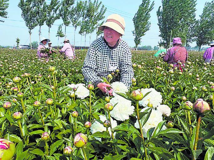 深耕芍药三十载 花开兴业富乡邻