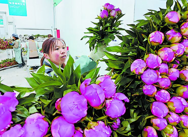 “亿”枝独秀！菏泽芍药“切”出“美丽经济”