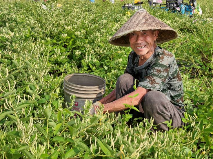 金银花迎来盛花期