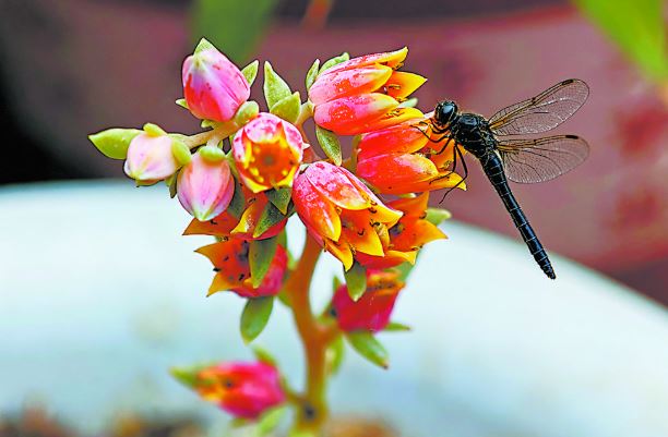 蜻蜓占尽花枝露